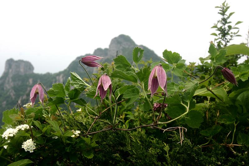 세잎종덩굴