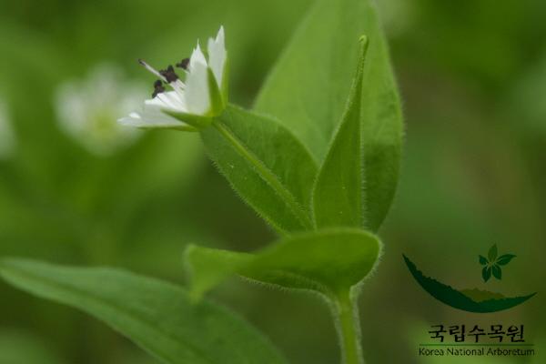 숲개별꽃