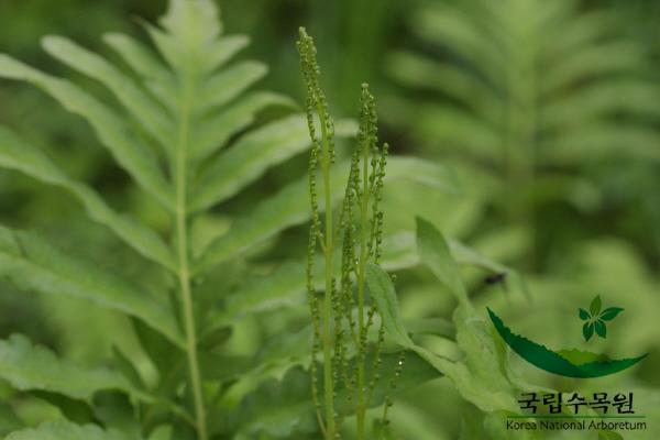 야산고비