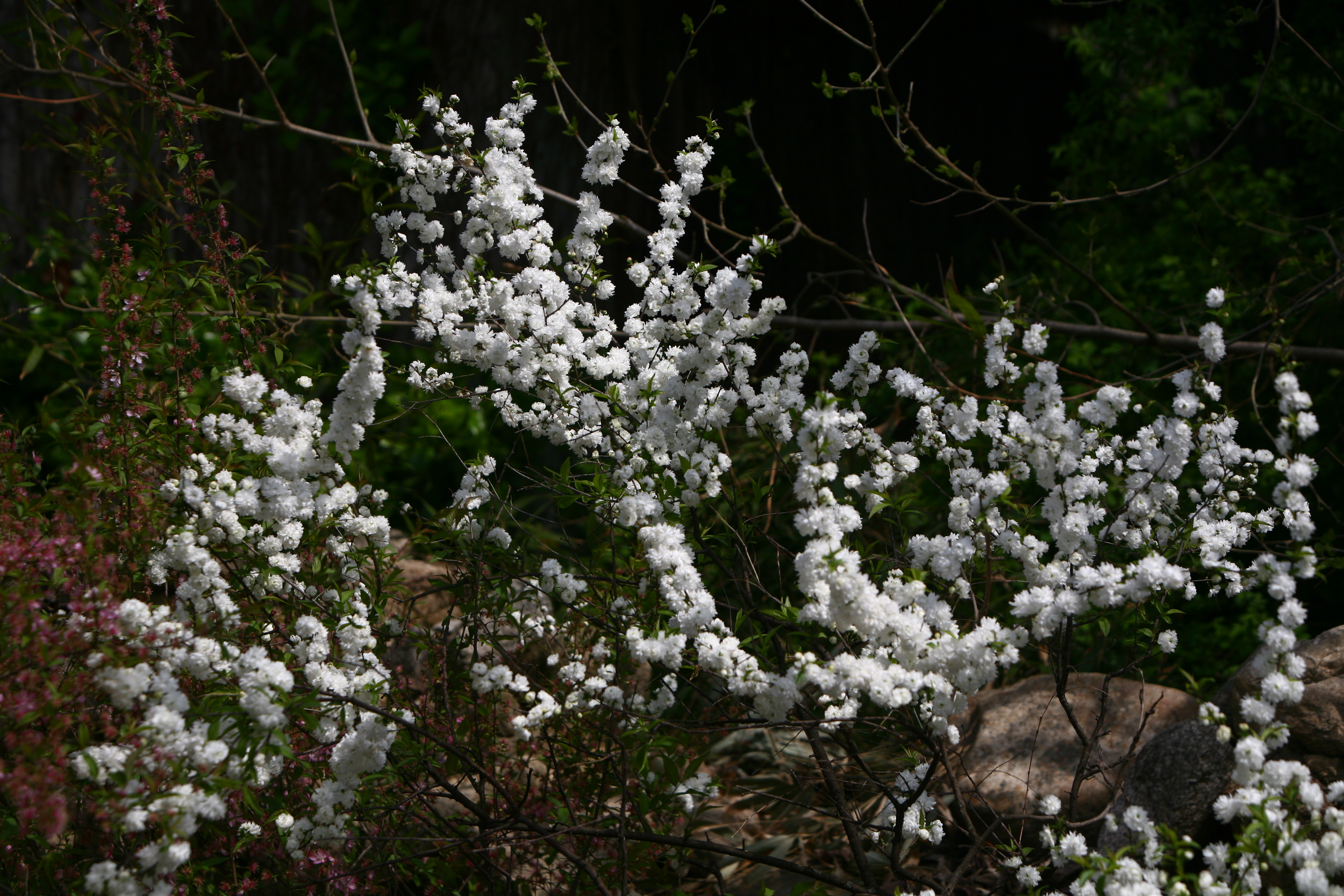 산옥매