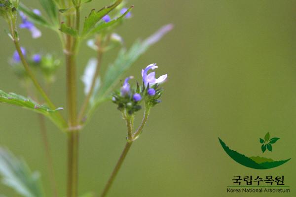 개차즈기