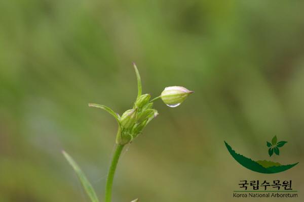 장구채