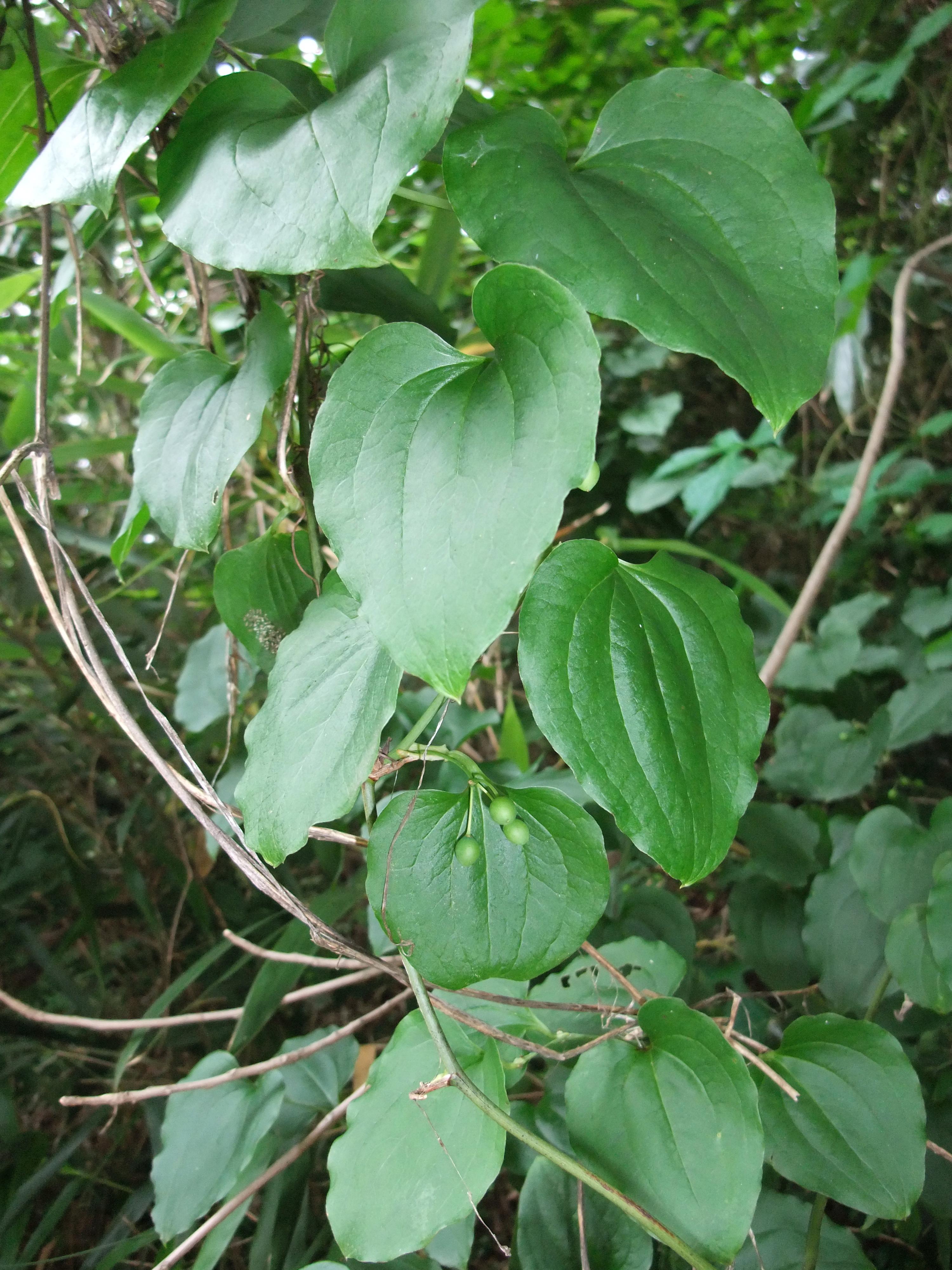 청가시덩굴