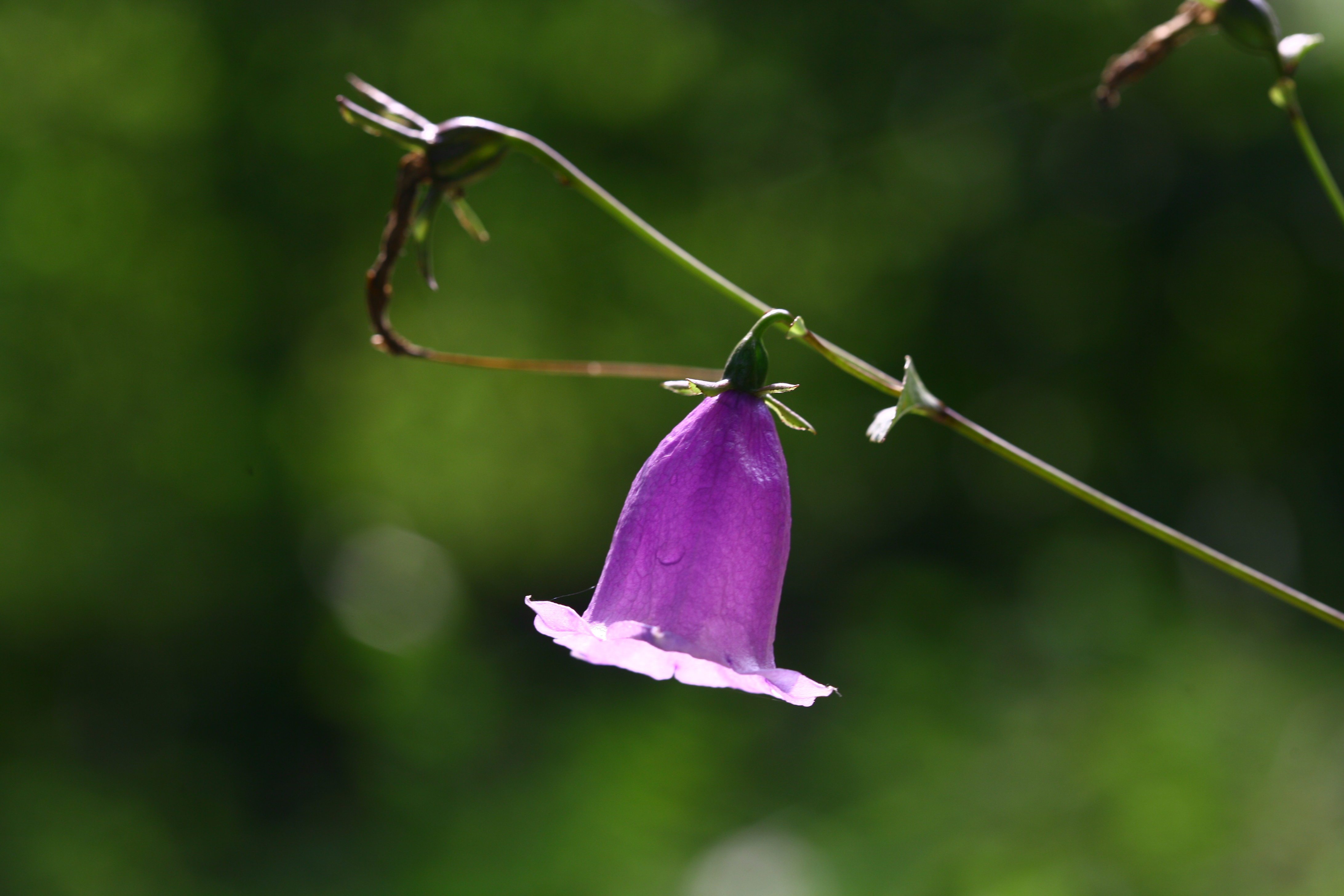 검산초롱꽃