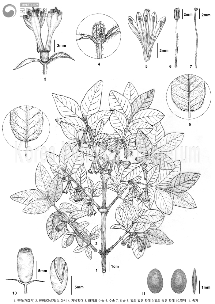 Plant Illustration Detailed View