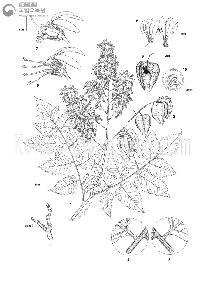 Plant Illustration Detailed View