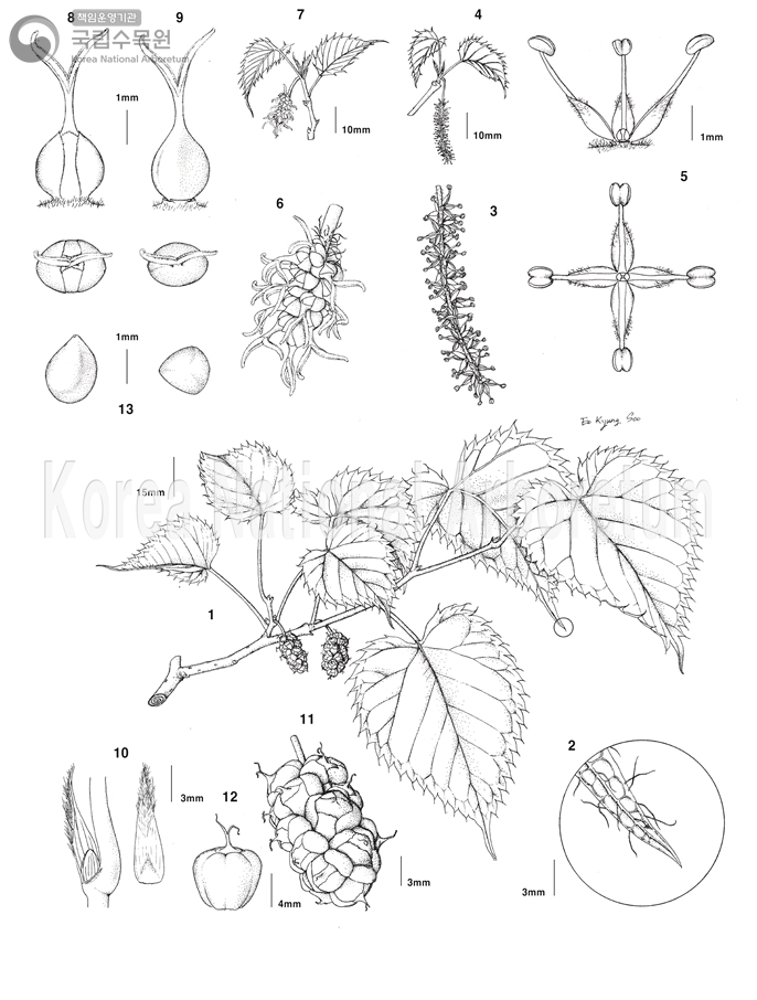 Plant Illustration Detailed View