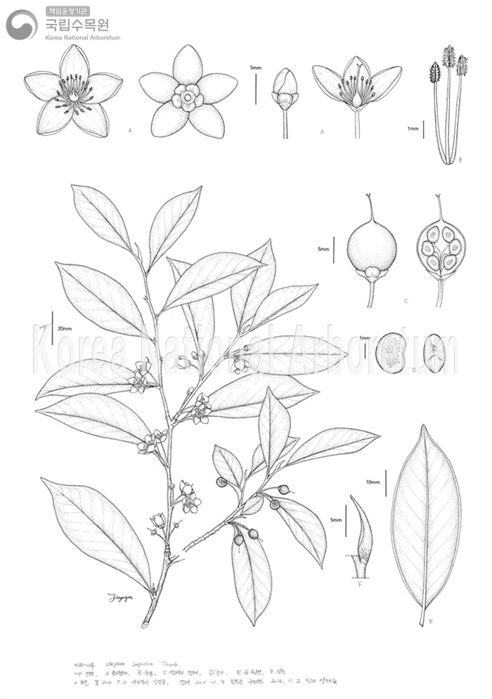 Plant Illustration Detailed View