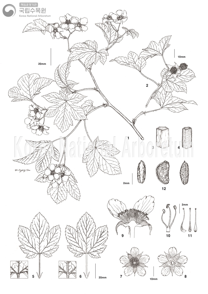 Plant Illustration Detailed View