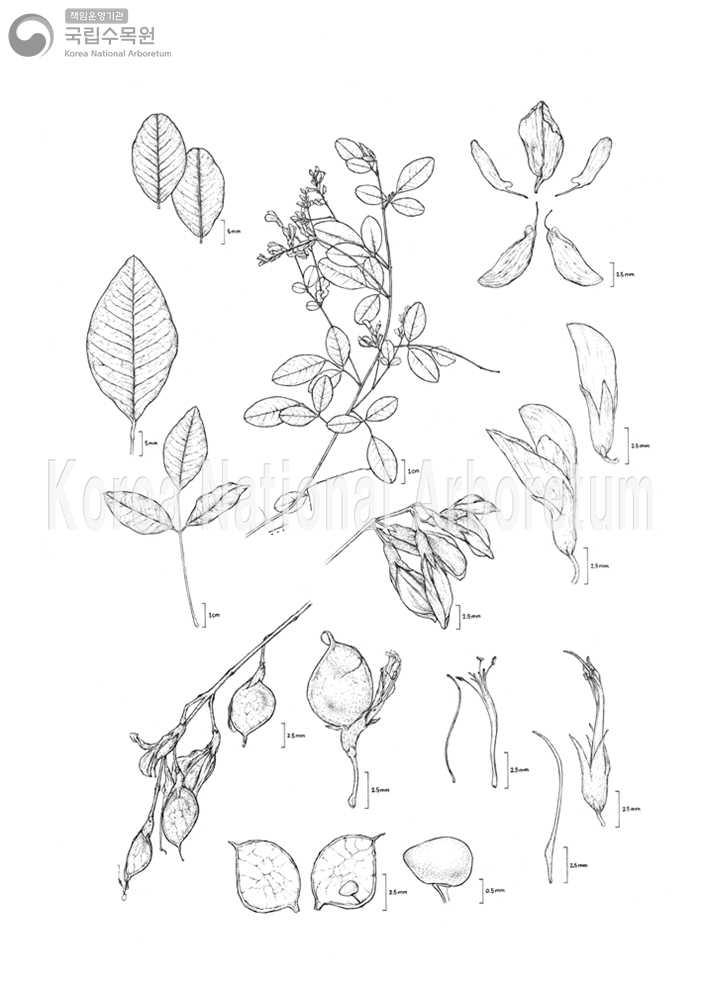 Plant Illustration Detailed View