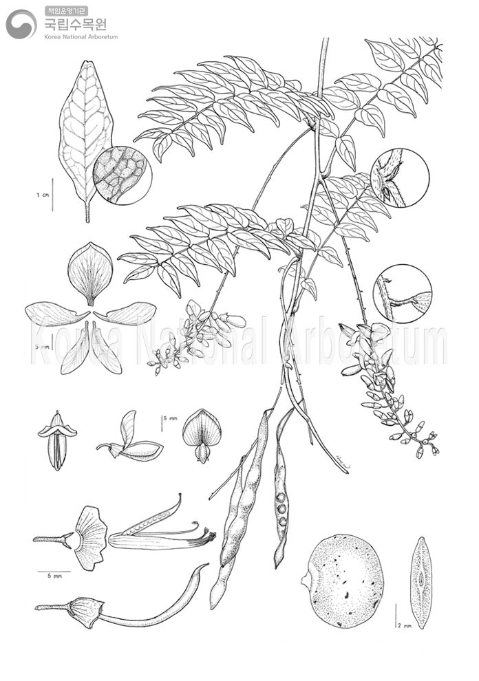 Plant Illustration Detailed View