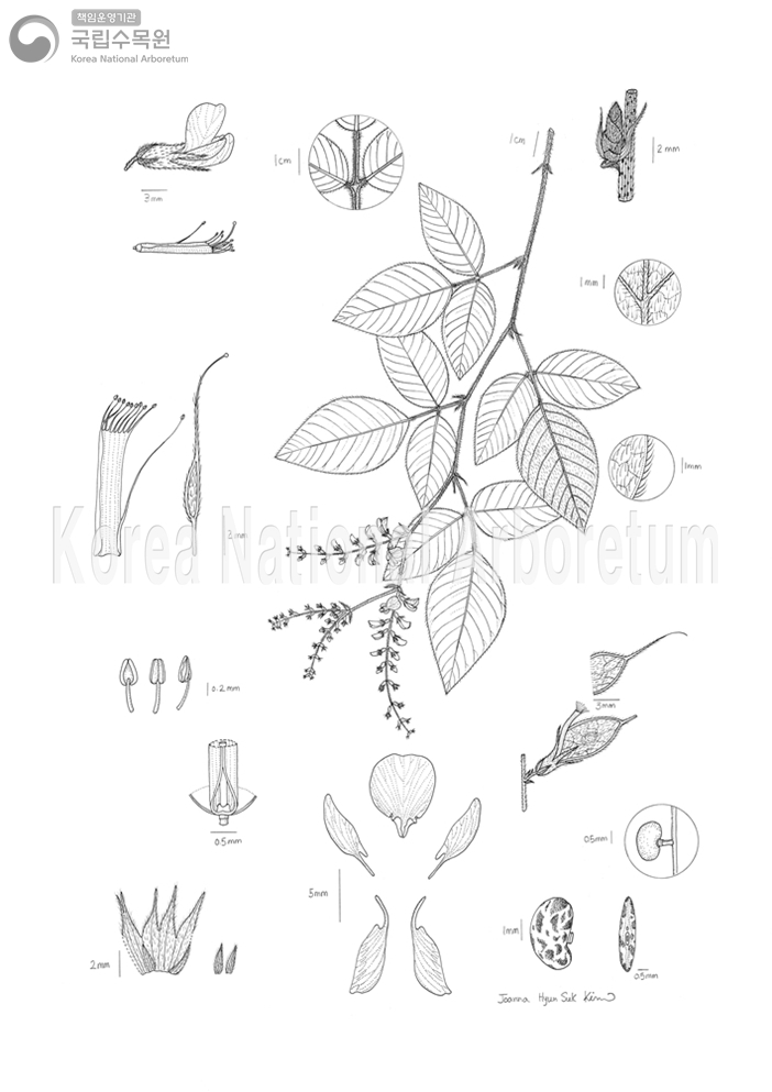 Plant Illustration Detailed View