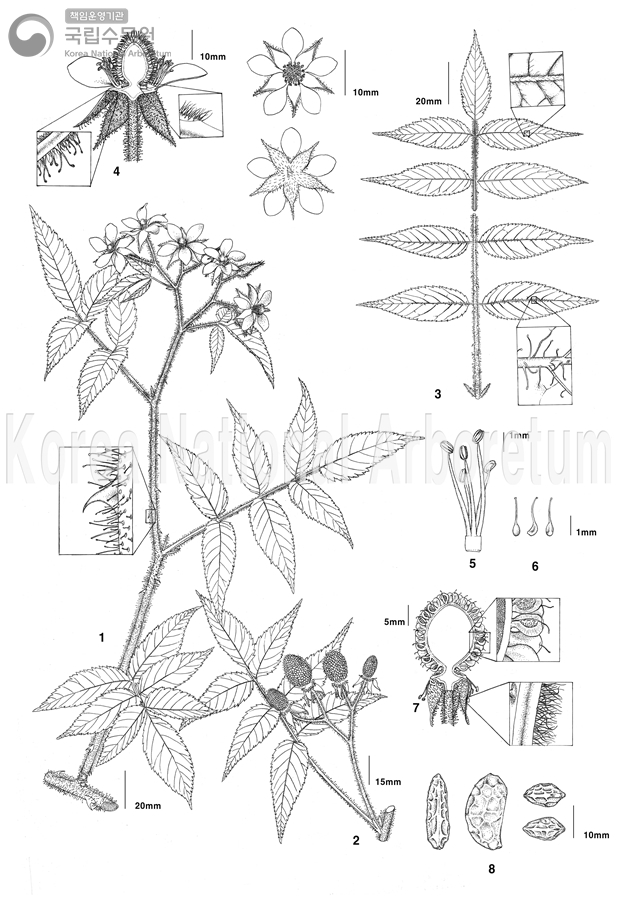 Plant Illustration Detailed View