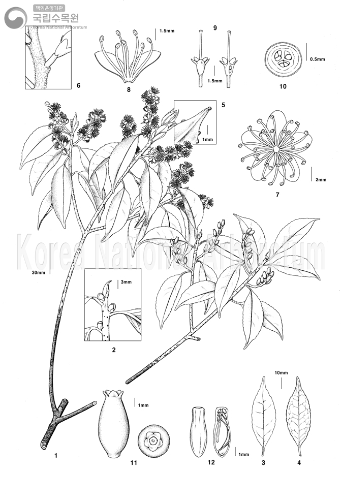 Plant Illustration Detailed View