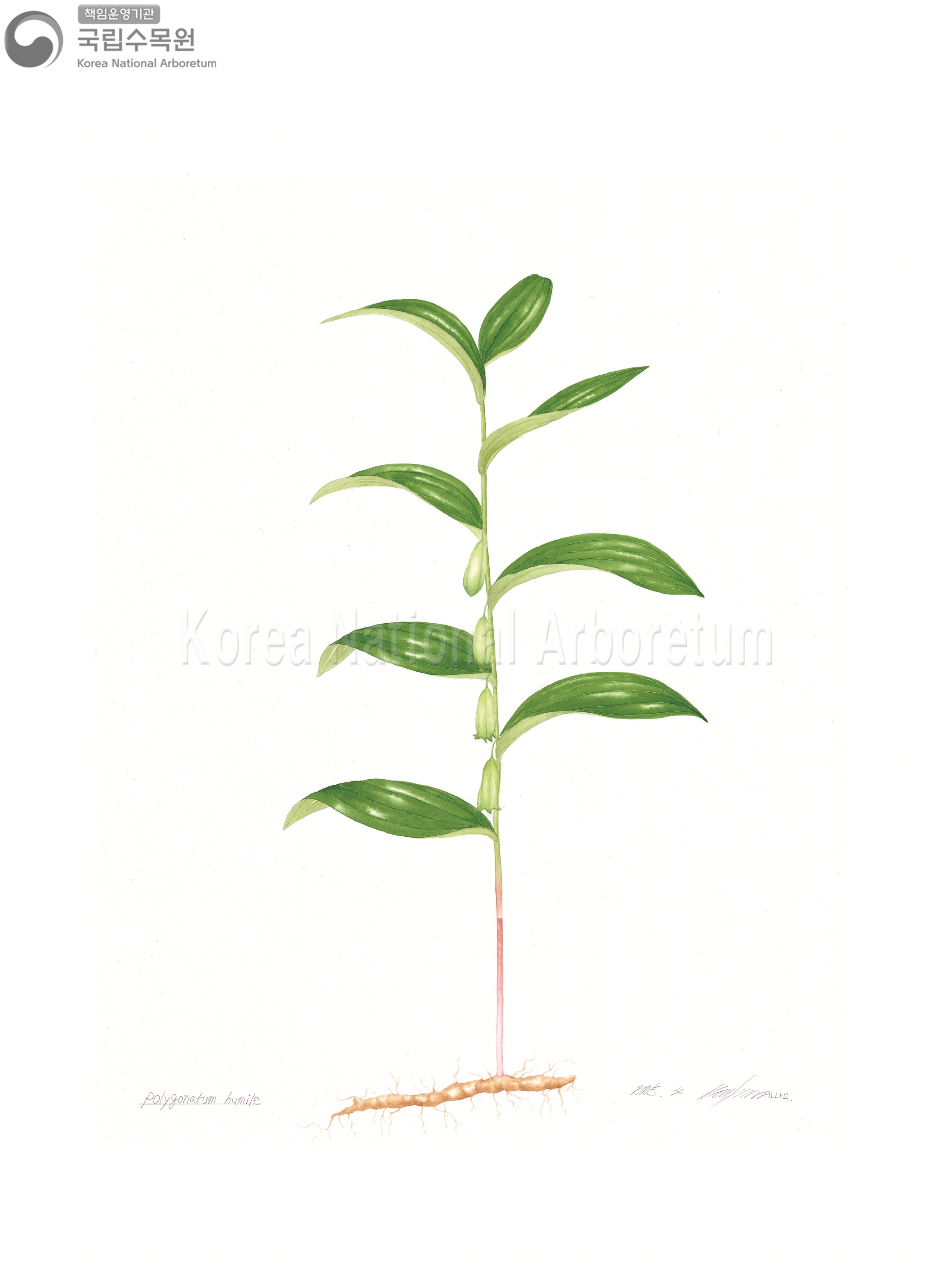 Plant Illustration Detailed View