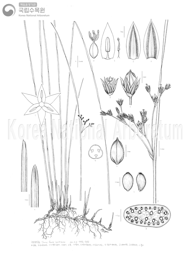 Plant Illustration Detailed View