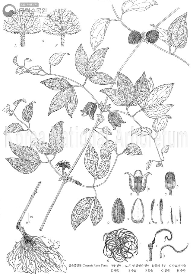 Plant Illustration Detailed View