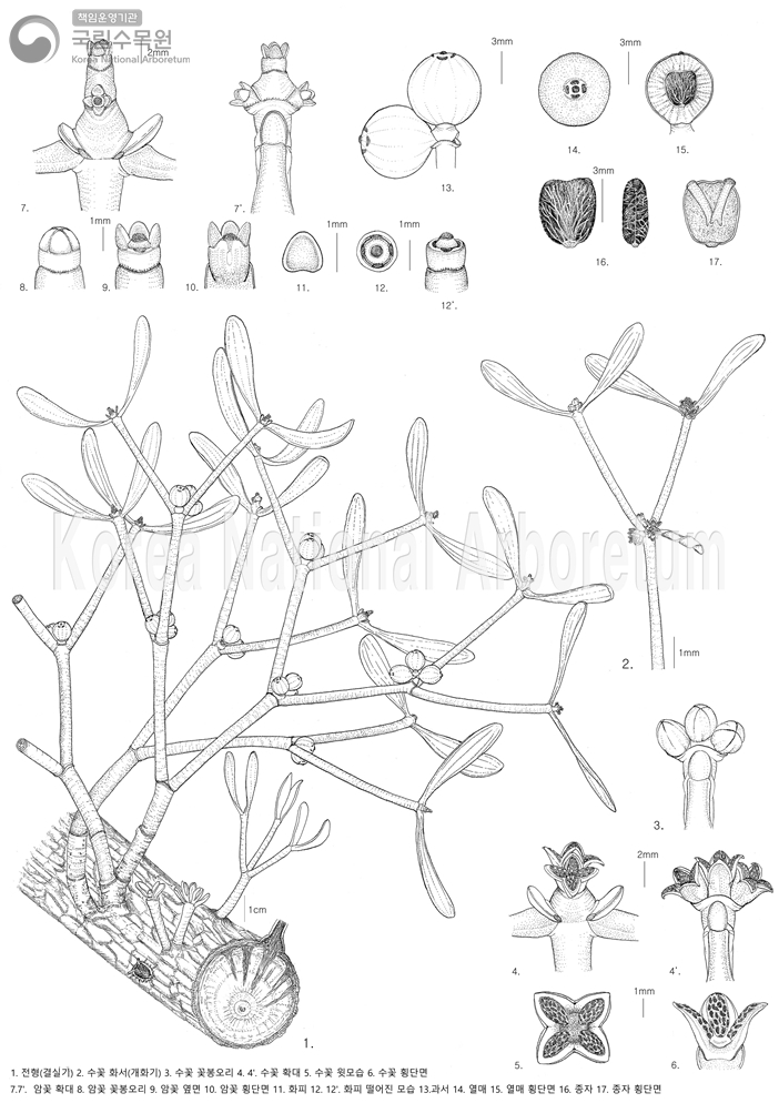 Plant Illustration Detailed View