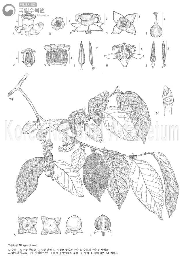 Plant Illustration Detailed View