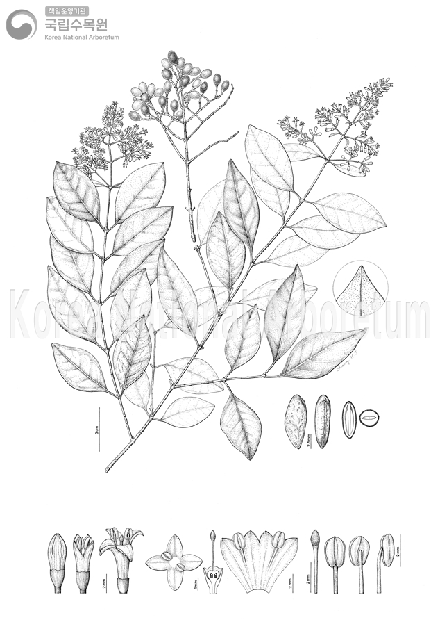 Plant Illustration Detailed View