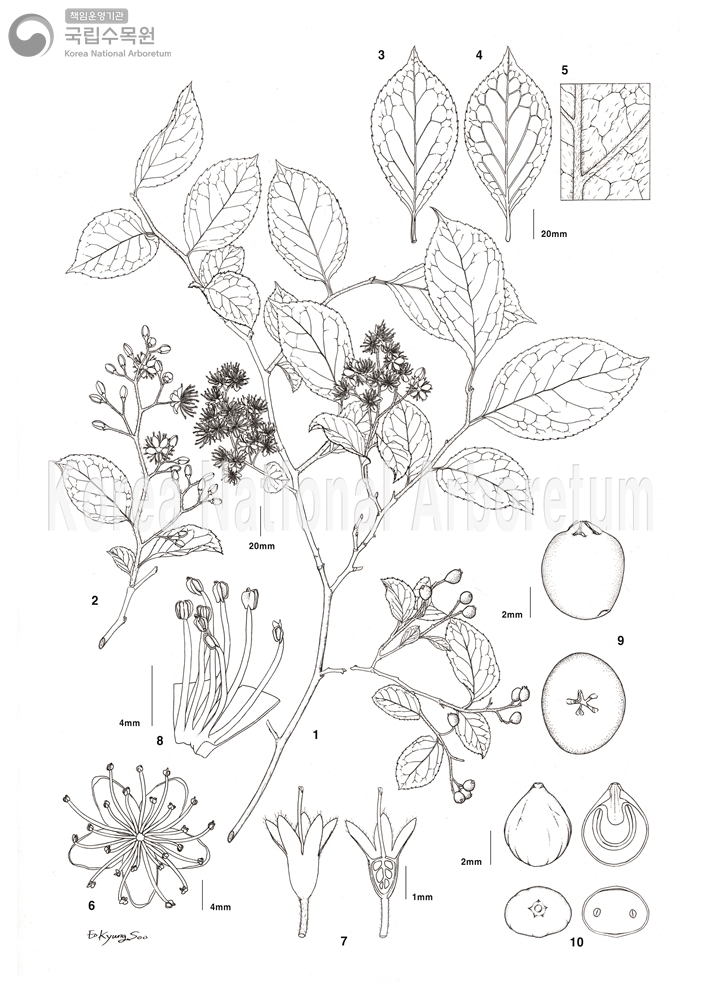 Plant Illustration Detailed View