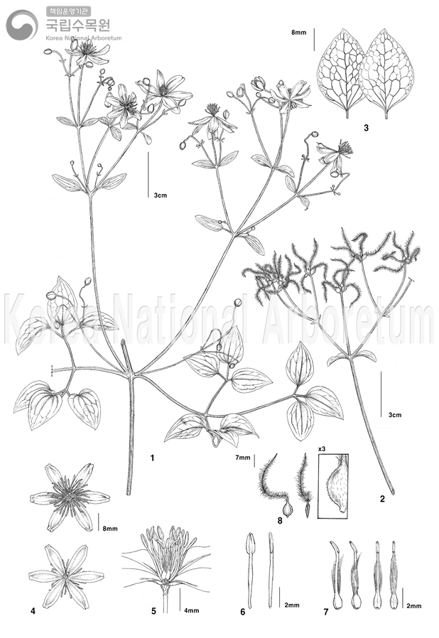 Plant Illustration Detailed View