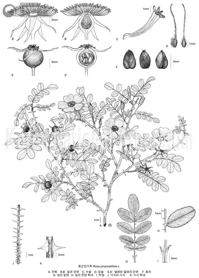 Plant Illustration Detailed View