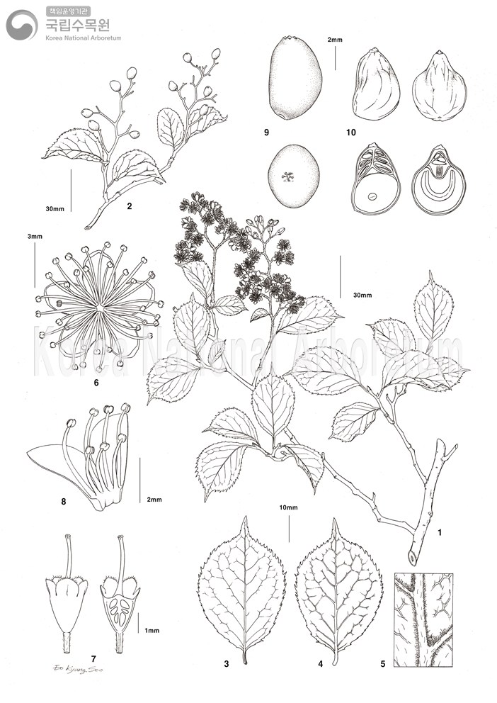 Plant Illustration Detailed View