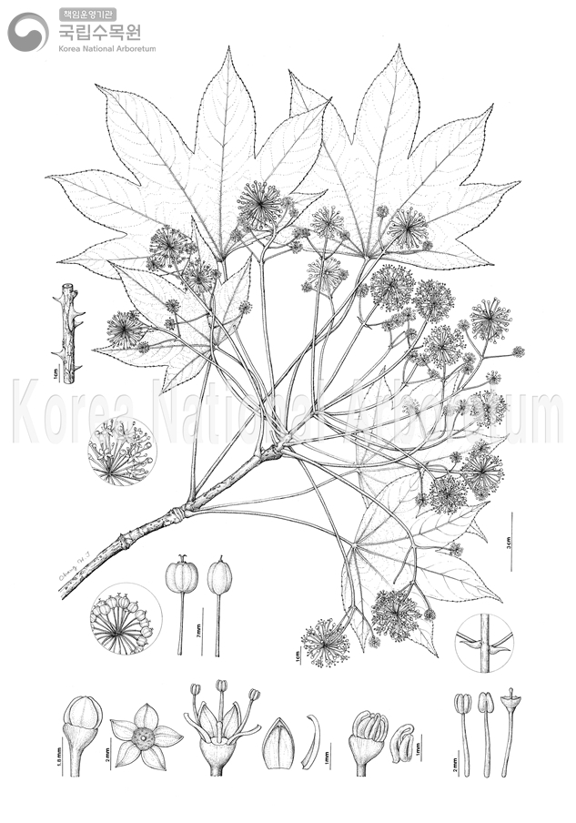 Plant Illustration Detailed View