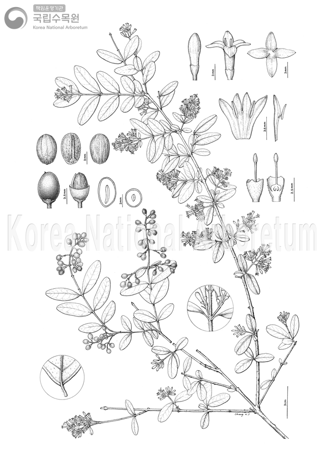 Plant Illustration Detailed View