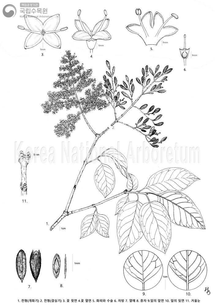 Plant Illustration Detailed View