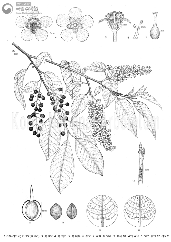 Plant Illustration Detailed View