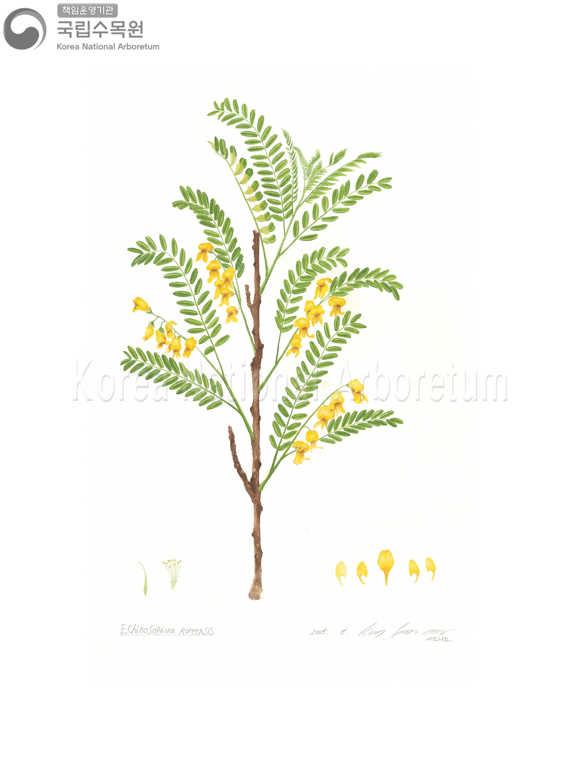 Plant Illustration Detailed View