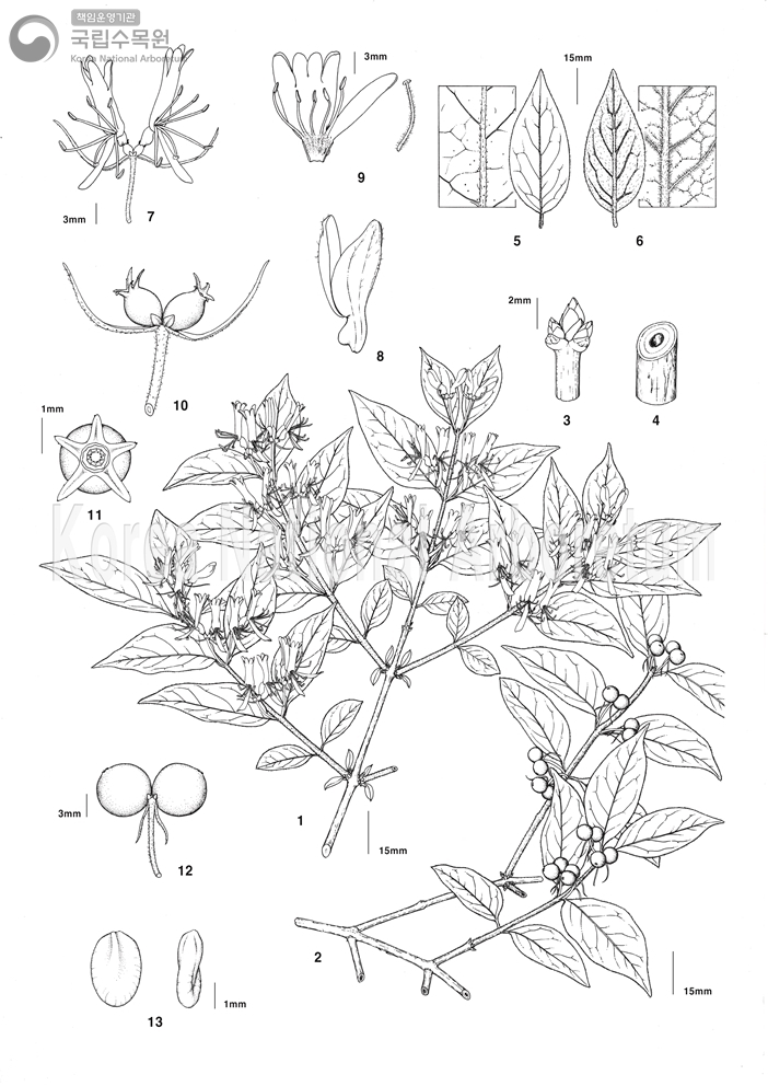 Plant Illustration Detailed View