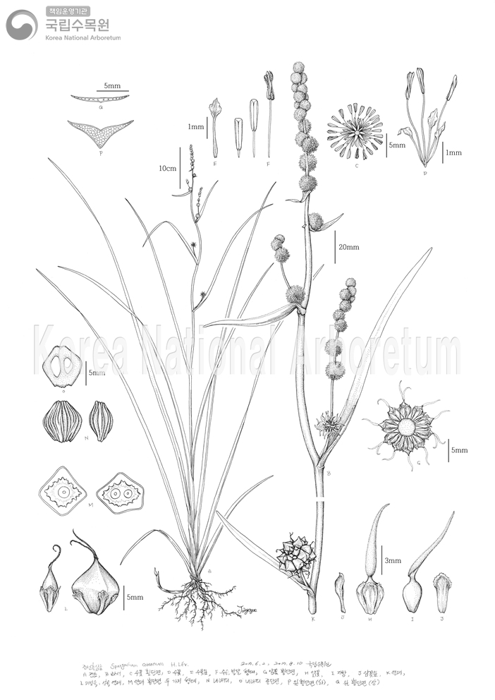 Plant Illustration Detailed View