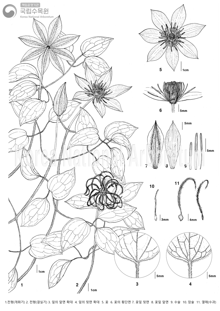 Plant Illustration Detailed View