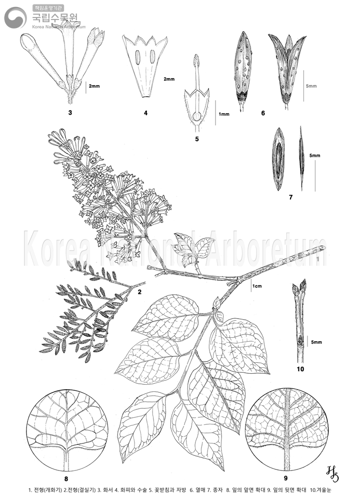 Plant Illustration Detailed View