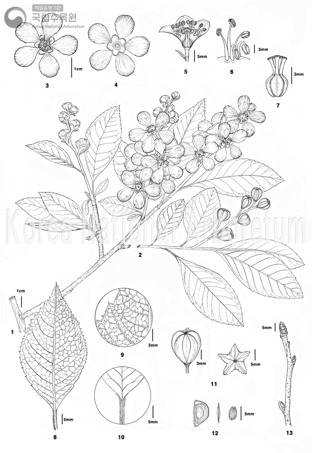 Plant Illustration Detailed View