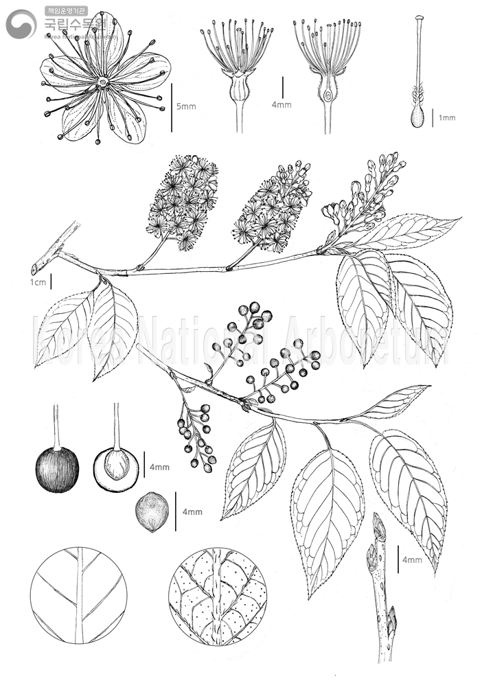 Plant Illustration Detailed View