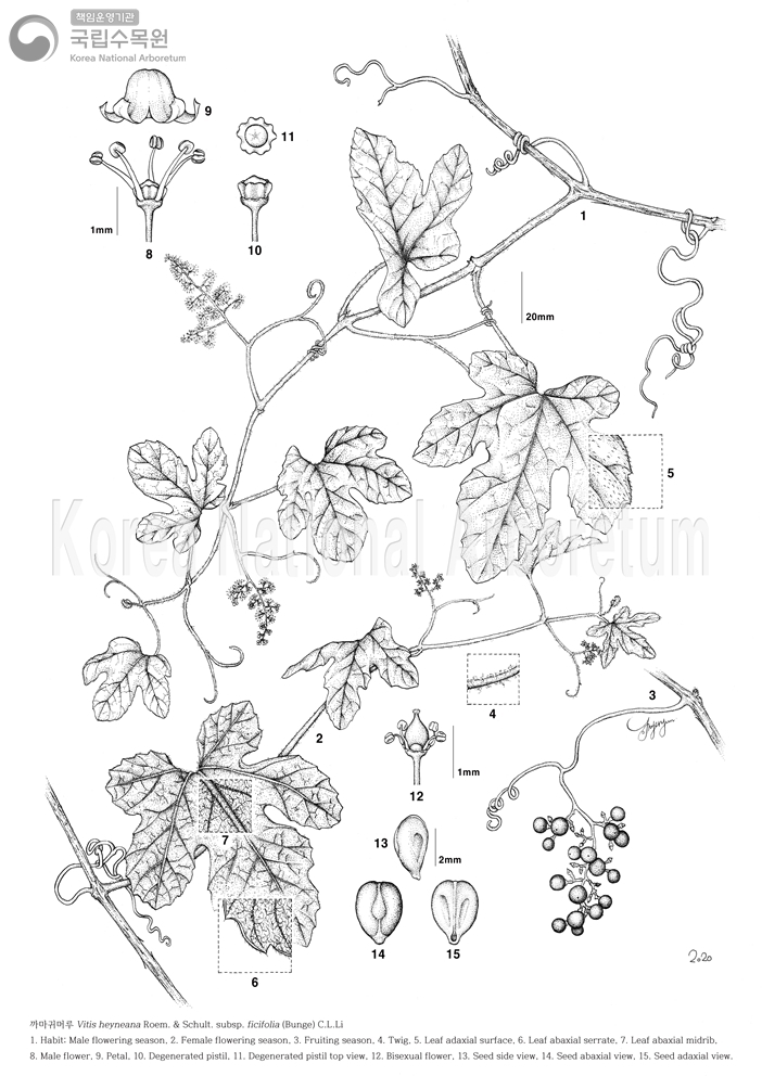 Plant Illustration Detailed View