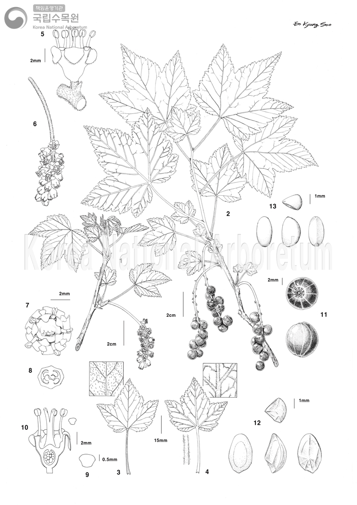 Plant Illustration Detailed View