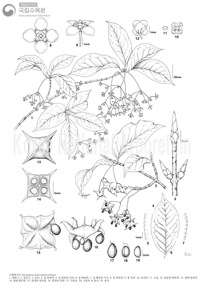 Plant Illustration Detailed View