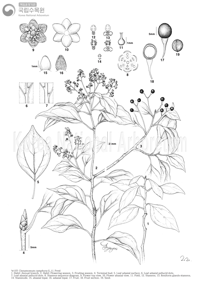 Plant Illustration Detailed View