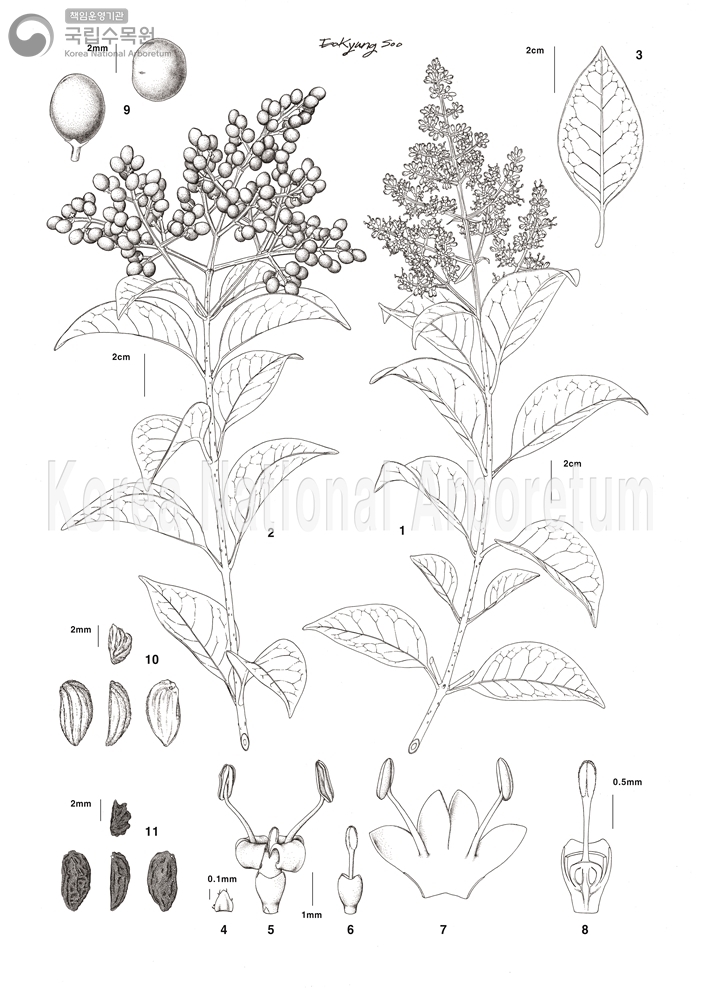 Plant Illustration Detailed View