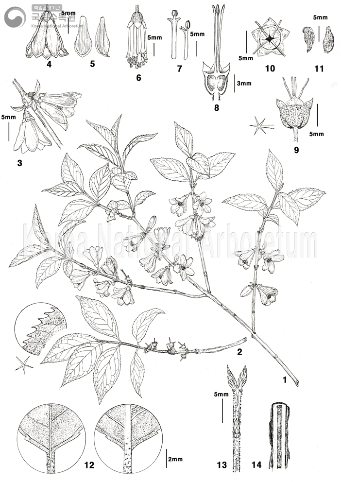 Plant Illustration Detailed View