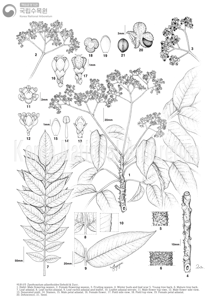 Plant Illustration Detailed View