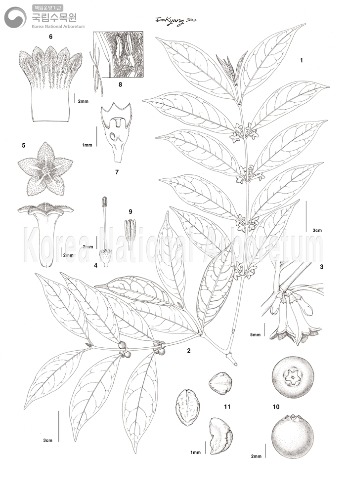 Plant Illustration Detailed View