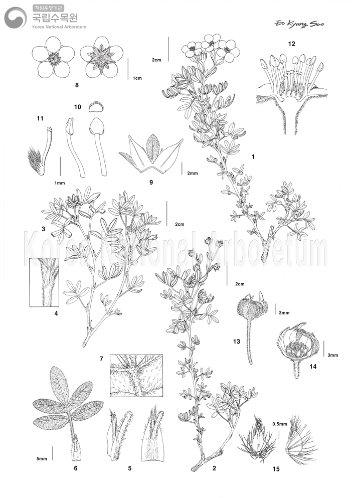 Plant Illustration Detailed View