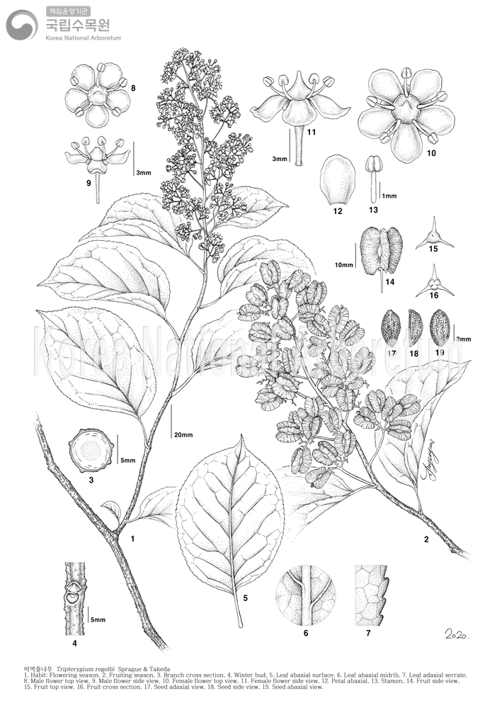 Plant Illustration Detailed View