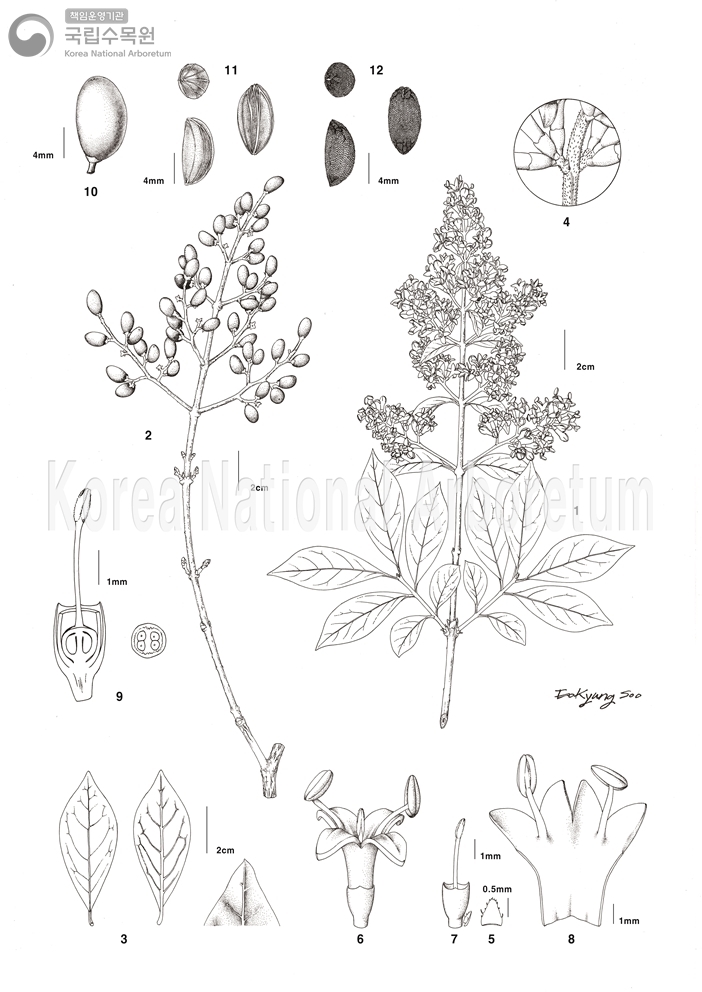 Plant Illustration Detailed View